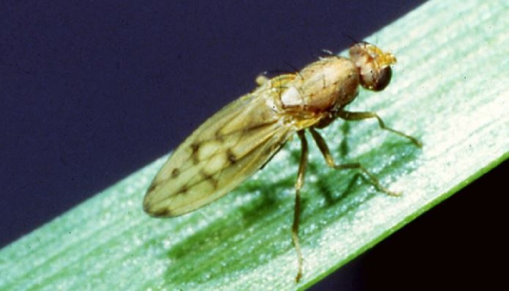 Yellow cereal fly adult